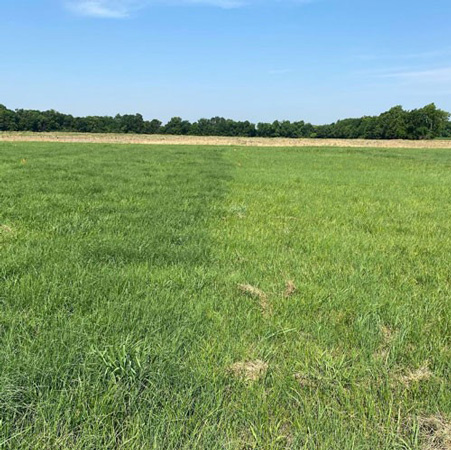 A grass field with trees in the backgroundAI-generated content may be incorrect.