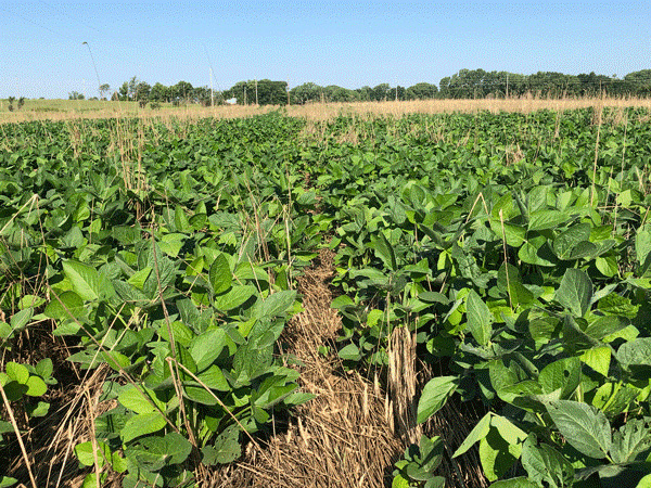 A field of green plantsDescription automatically generated