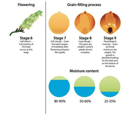 A diagram of a plant growing processDescription automatically generated