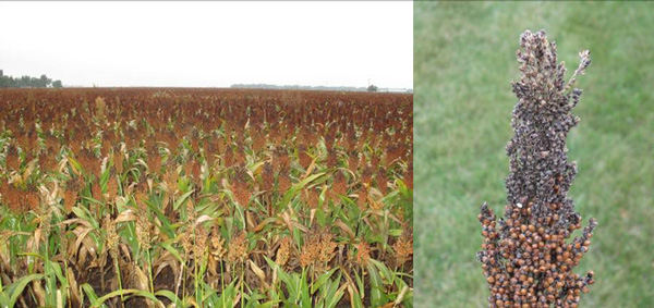 A person standing in a field of cornAI-generated content may be incorrect.