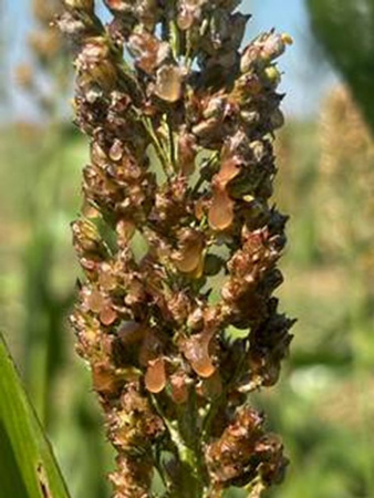 A close up of a plantAI-generated content may be incorrect.