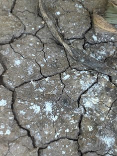 A close-up of a cracked groundAI-generated content may be incorrect.