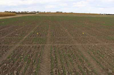 A field with rows of plantsAI-generated content may be incorrect.