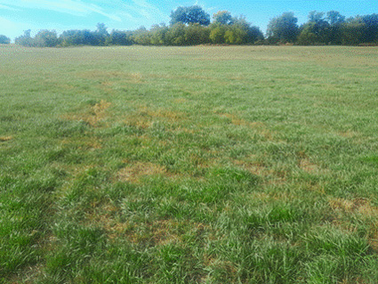 A field of grass with trees in the backgroundDescription automatically generated