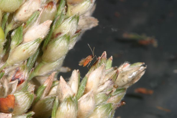 A close-up of a bug on a plantDescription automatically generated