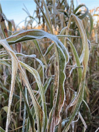 What's the difference between frost, freeze and hard freeze