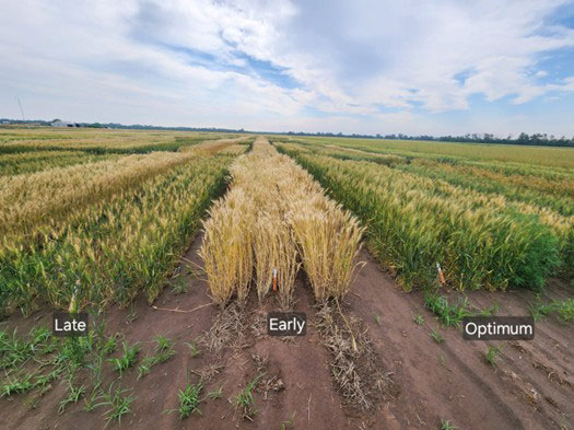 A field of wheat and early stages of growthAI-generated content may be incorrect.
