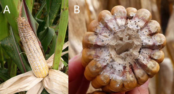 A corn cob with a corn stalkAI-generated content may be incorrect.