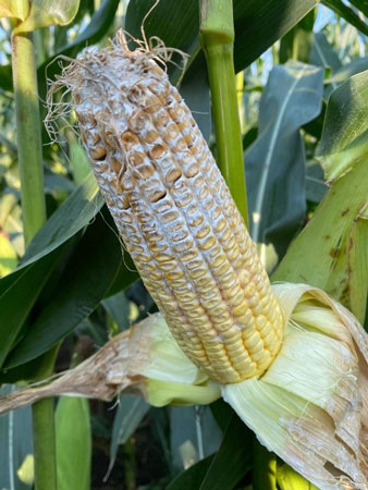A corn on the cobAI-generated content may be incorrect.