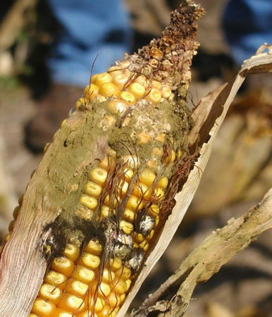 A close-up of a corn cobAI-generated content may be incorrect.