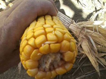 A hand holding a corn cobAI-generated content may be incorrect.