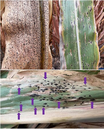 A corn plant with black spotsAI-generated content may be incorrect.