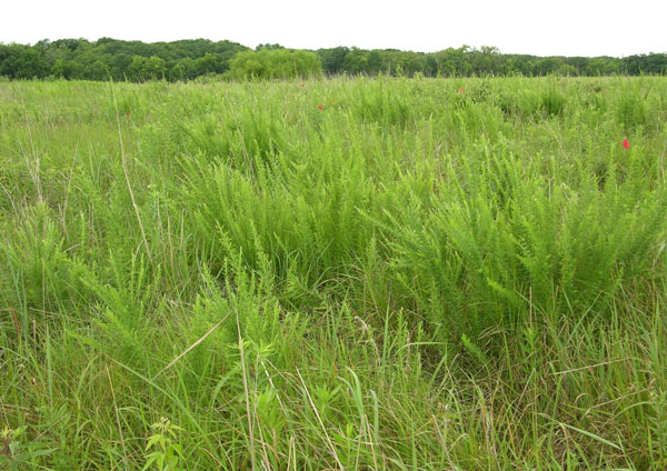 Long shot of a field of grassAI-generated content may be incorrect.