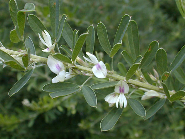 Close-up of a plant with white flowersAI-generated content may be incorrect.