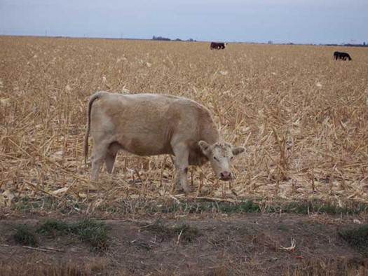 A cow standing in a fieldDescription automatically generated