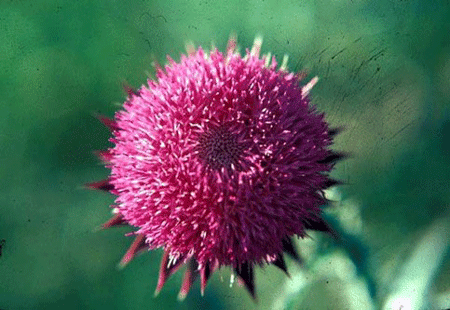 A close-up of a flowerDescription automatically generated