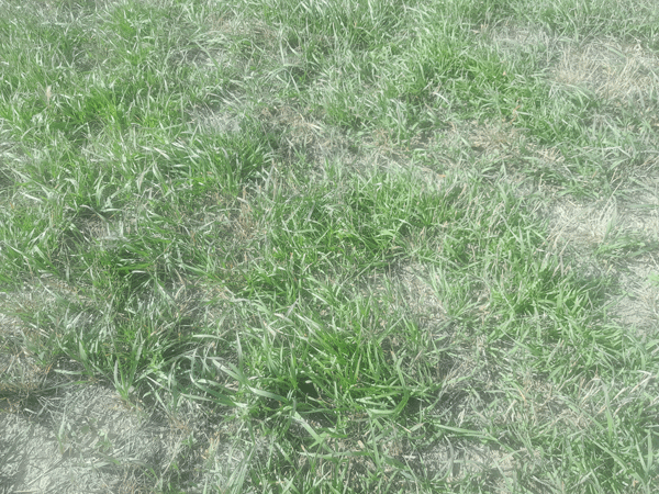 A close-up of grassDescription automatically generated