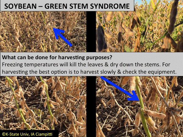 A close-up of a plantAI-generated content may be incorrect.