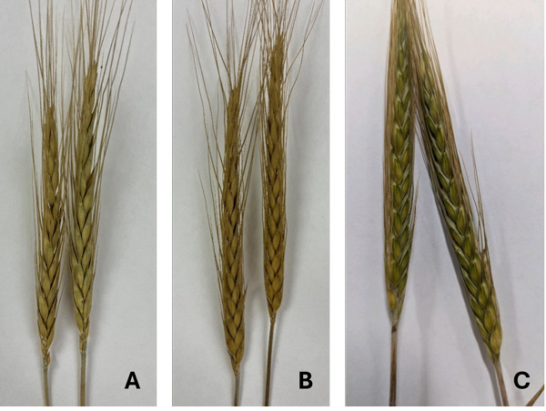 A collage of wheatDescription automatically generated