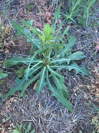 Prickly Lettuce