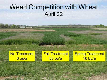 A field of grass with several different stages of treatmentAI-generated content may be incorrect.