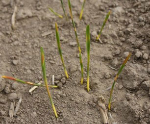 Close-up of a plant sprouting out of the groundAI-generated content may be incorrect.