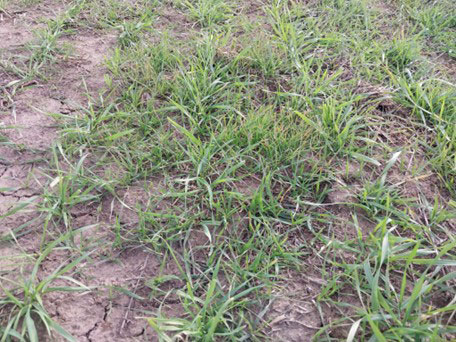 A close-up of grassAI-generated content may be incorrect.