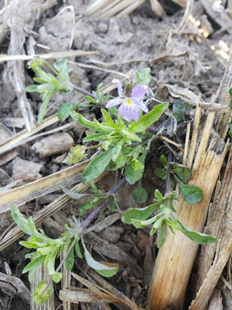 A close-up of a flowerAI-generated content may be incorrect.