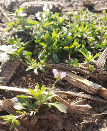 A close-up of a plantAI-generated content may be incorrect.