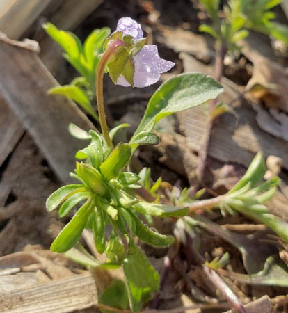 A close up of a flowerAI-generated content may be incorrect.