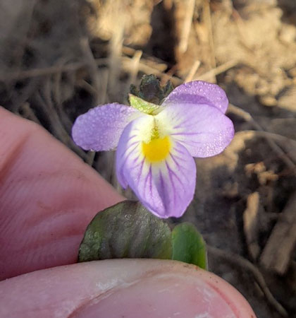 A person holding a purple flowerAI-generated content may be incorrect.