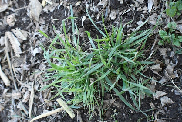 Downy brome