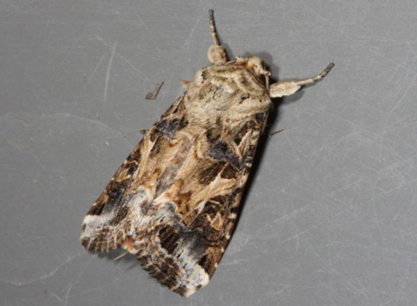 A close-up of a mothAI-generated content may be incorrect.