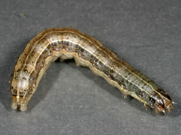 A close-up of a caterpillarAI-generated content may be incorrect.