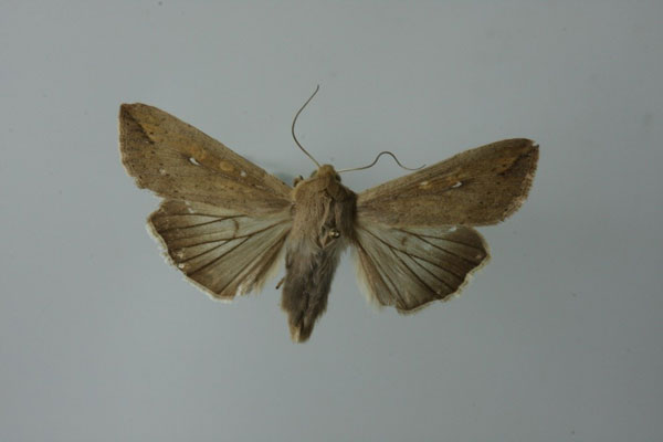 A close-up of a mothAI-generated content may be incorrect.