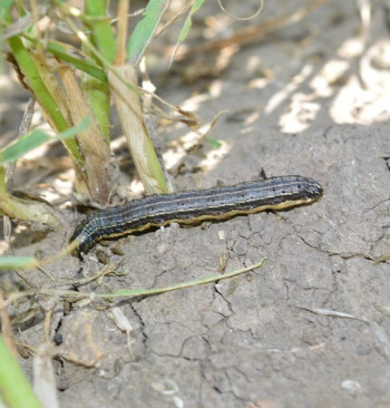 A caterpillar on the groundAI-generated content may be incorrect.