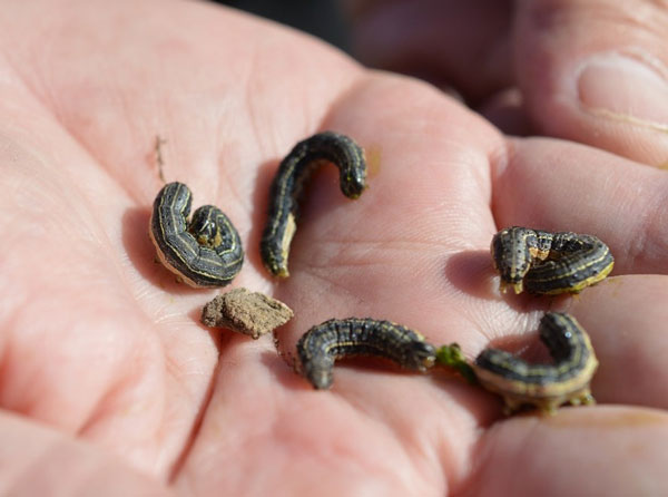 A hand holding a group of caterpillarsAI-generated content may be incorrect.