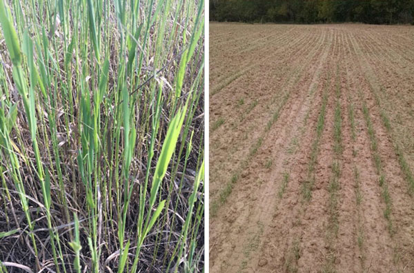 A close-up of a fieldAI-generated content may be incorrect.