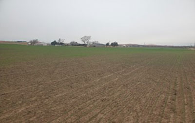 A field with a green fieldAI-generated content may be incorrect.