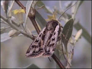 A close-up of a moth on a branchAI-generated content may be incorrect.