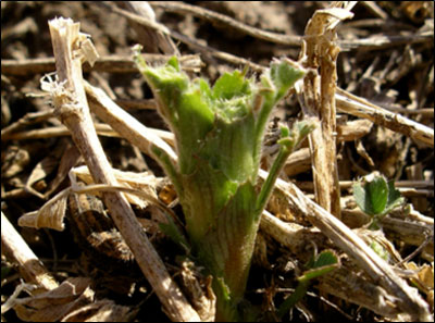 Close-up of a plant growing out of the groundAI-generated content may be incorrect.