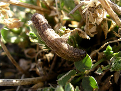 A caterpillar on a plantAI-generated content may be incorrect.