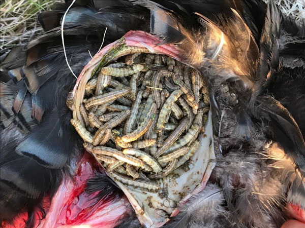 A bird with many worms in itAI-generated content may be incorrect.