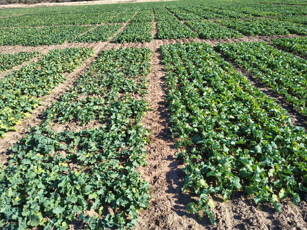 Rows of plants growing in a fieldAI-generated content may be incorrect.