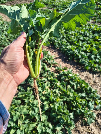 A hand holding a plantAI-generated content may be incorrect.