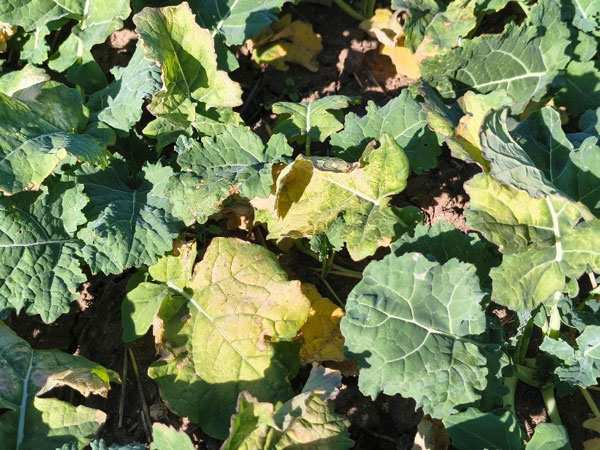 Close-up of a plant growing in the groundAI-generated content may be incorrect.