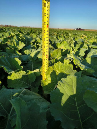 A yellow tape measure in a fieldAI-generated content may be incorrect.