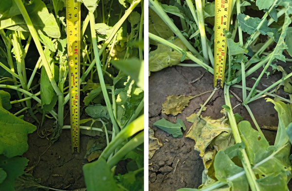 A close-up of a measuring tapeAI-generated content may be incorrect.