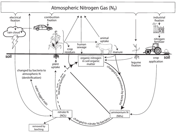 Diagram of nitrogen gas in a farmDescription automatically generated