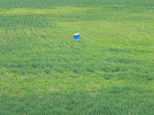 A blue bucket in a fieldDescription automatically generated